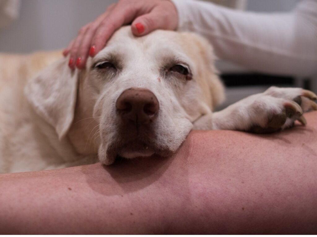 5 Årsager til kræft hos hunde og hvordan man forhindrer det