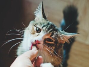 8 nøgler til fodring af katte i henhold til deres alder