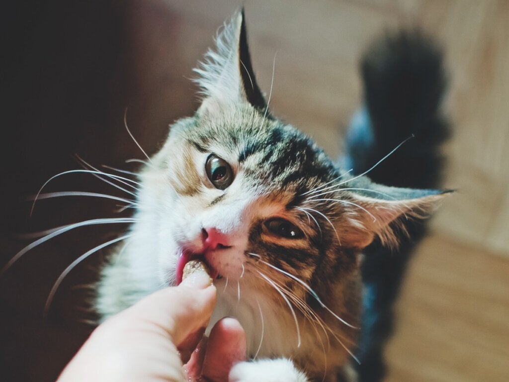 8 nøgler til fodring af katte i henhold til deres alder