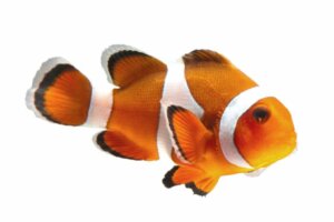 14 Truede fisk