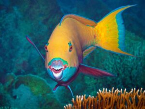 7 Nysgerrigheder fra papegøjefisken