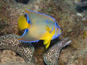 Queen Angelfish: Habitat og karakteristika
