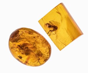 Helvede myrer: uddød men frygtindgydende