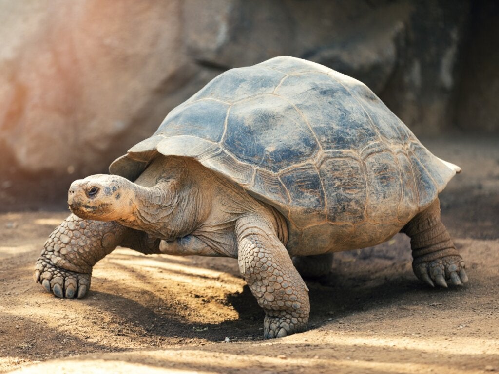 Skildpadder og skildpadder