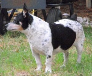 Teddy Roosevelt Terrier: Alt om denne race