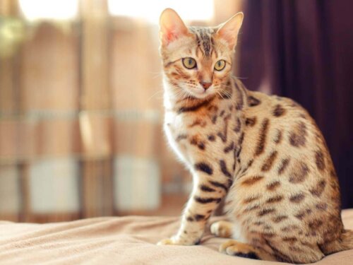Bengalkat
