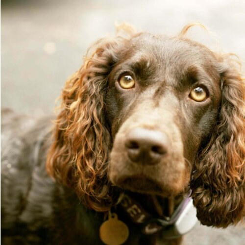 Boykin spaniel kigger på kamera