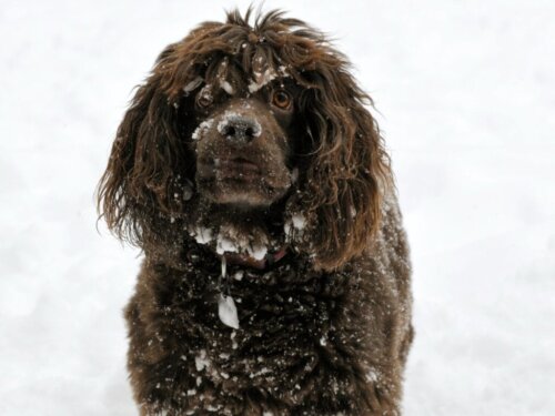 Boykin Spaniel: Alt om denne race