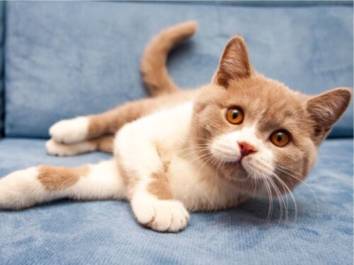 British shorthair er populære orange katteracer