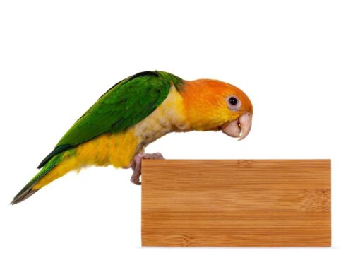 Caique