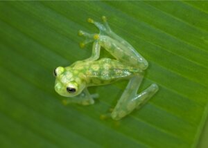 Bioindikatorarter: Typer og eksempler