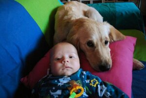 En hunhund ammer en forladt baby