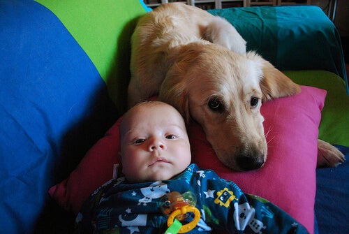 En hunhund ammer en forladt baby