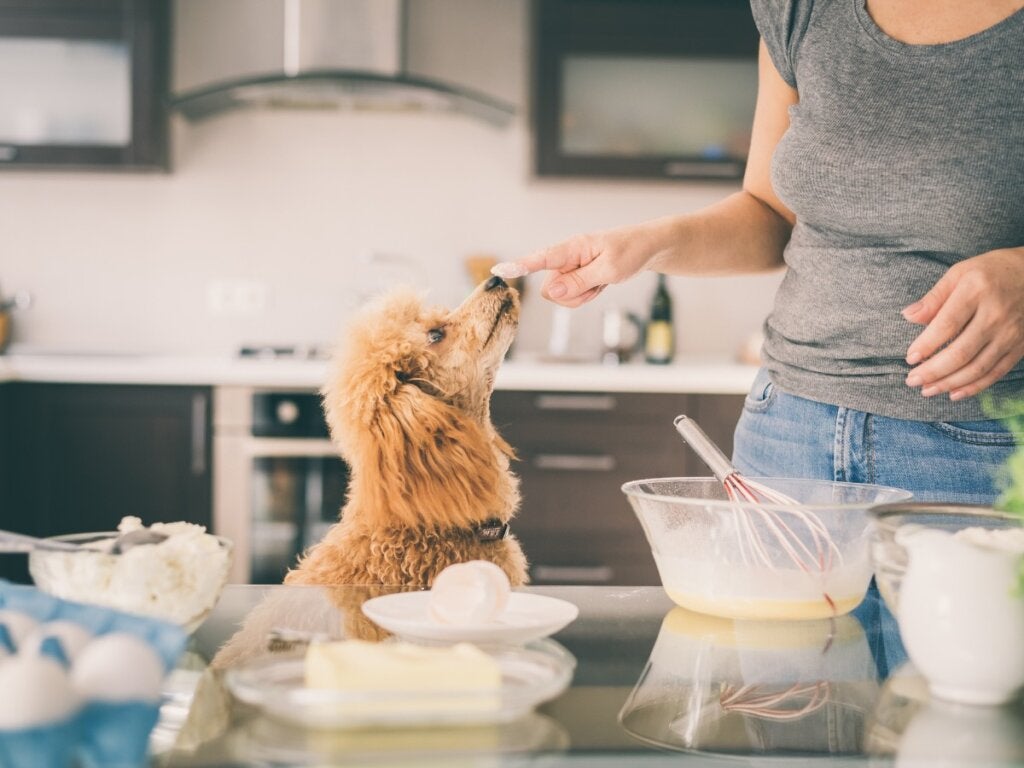 Kan hunde spise hvedemel?