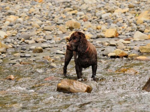 Hund på strand