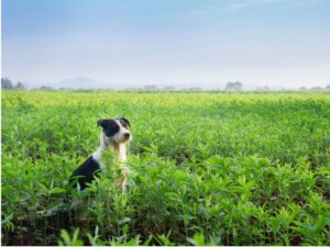 Mucuchies hunde: Alt om denne race