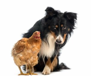 Hvorfor angriber min hund kyllinger, og hvordan undgår man det?