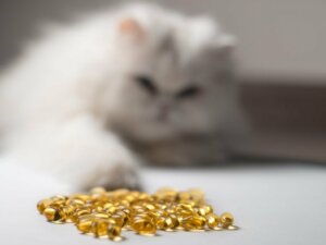 14 Fordele ved fiskeolie til katte