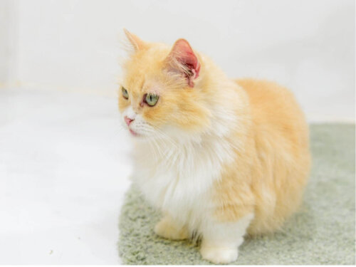 Munchkin kat