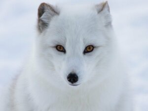 5 truede dyr på Nordpolen