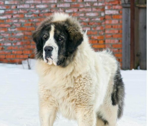 Pyrenæisk mastiff
