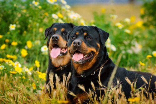 To rottweilere