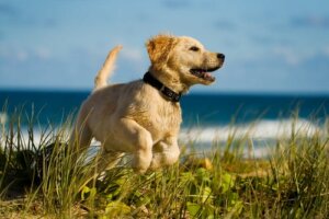 Hundes hemmeligheder: 10 hemmeligheder, din hund ikke vil fortælle dig om dens sundhed