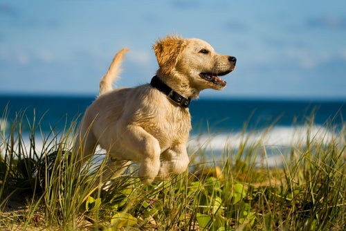 Hundes hemmeligheder: 10 hemmeligheder, din hund ikke vil fortælle dig om dens sundhed