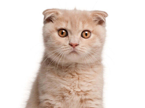 Scottish fold er eksempel på orange katteracer