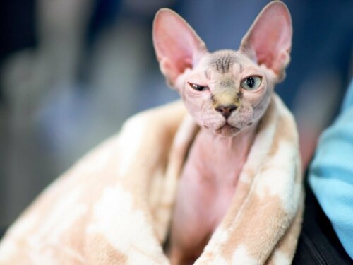 Sådan kan man bade en sphynx eller hårløs kat