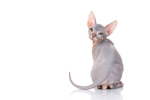 Sphynx