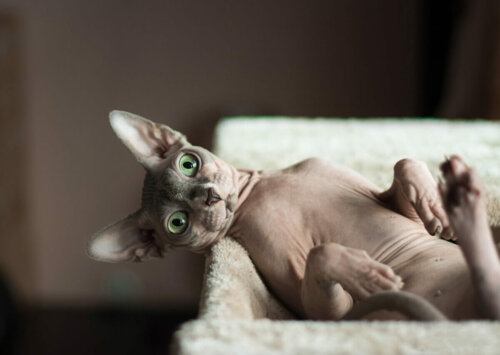 En sphynx i seng
