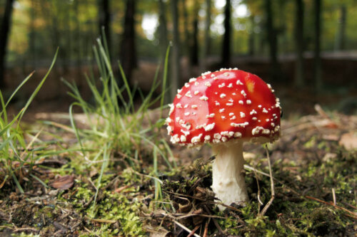 En svamp i skov