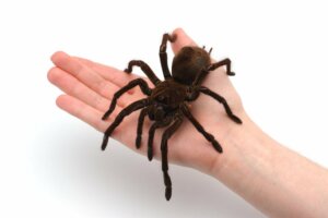 Terrarier til spindlere: Alt, hvad du behøver at vide