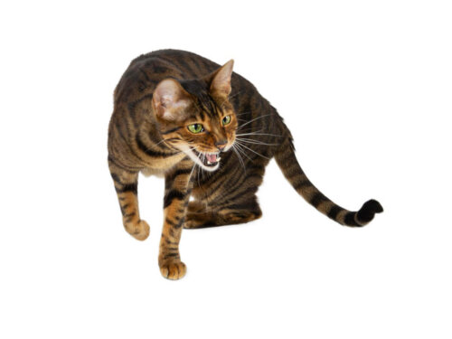Toyger hvæser