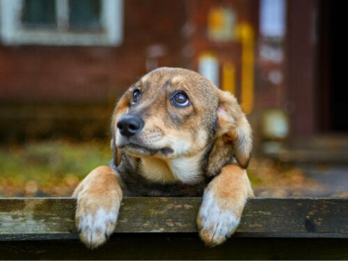 Forladte hunde: 70% af verdens hunde