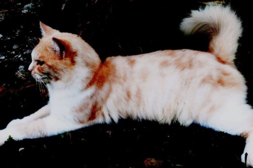 En tyrkisk angora