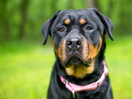 En tysk rottweiler