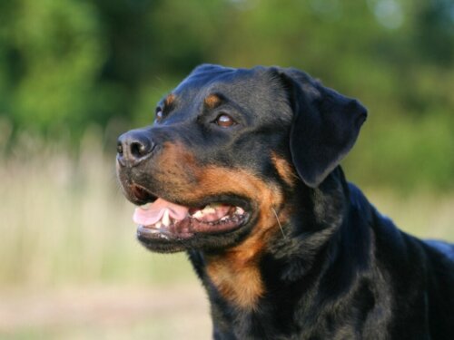 Forskelle mellem en amerikansk og tysk rottweiler