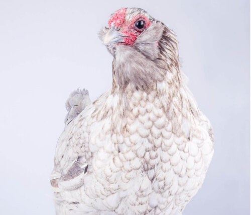 Araucana høne