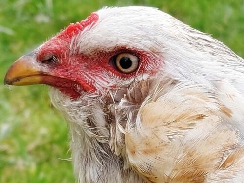 Araucana hønen
