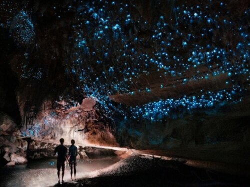 Bioluminescens: Orme, der lyser i mørket