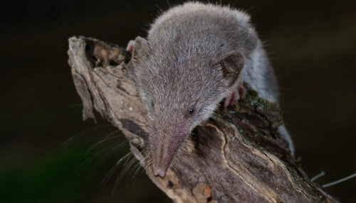 Dværgspidsmusen er overraskende nok et af pattedyrene med den største appetit