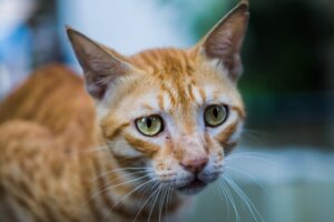 Anoreksi hos katte: Alt, hvad du behøver at vide