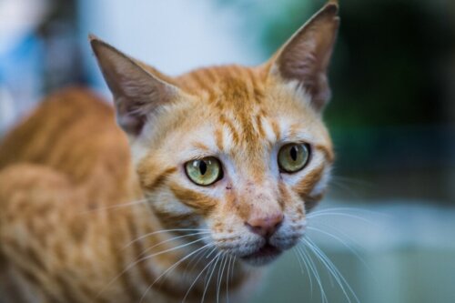Anoreksi hos katte: Alt, hvad du behøver at vide