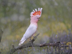 Inkakakadu: Habitat og karaktertræk