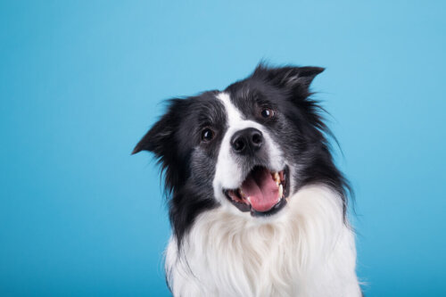 Hund foran blå baggrund