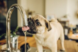7 tips til nedkøling af en hund