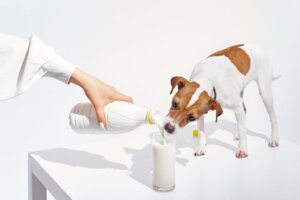 Ved du, om hunde kan drikke mælk?