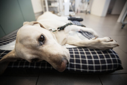 Hund ved dyrlæge